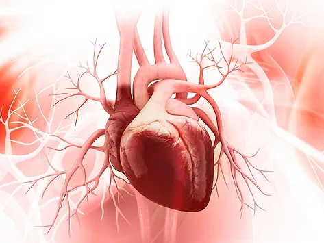 Human heart anatomy