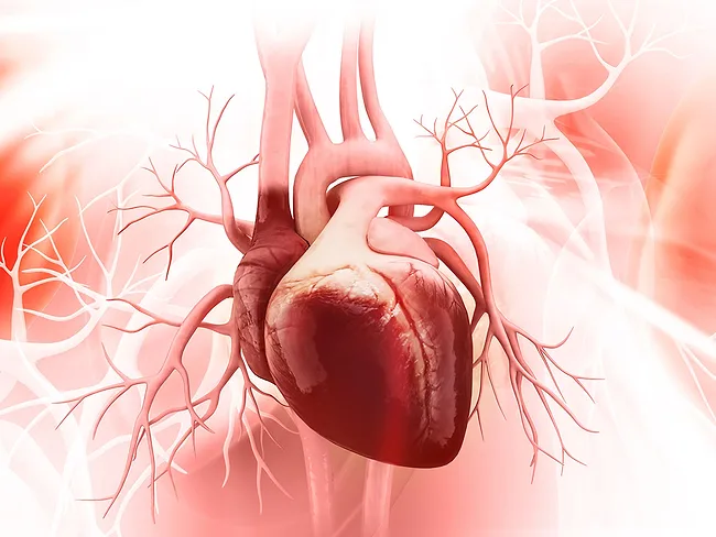 Human heart anatomy