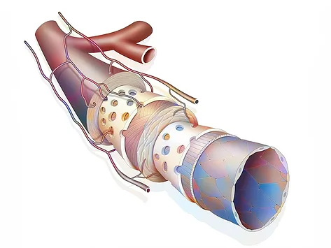 Medical illustration showing layers of a blood vessel