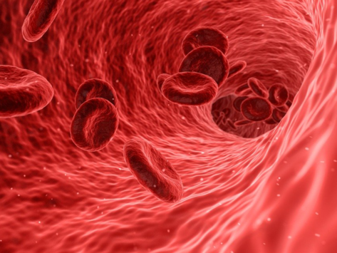 Cardio red blood cells artery