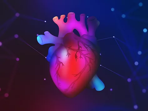Cardiology heart illustration