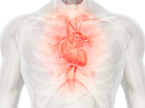 Cardiovascular heart anatomy