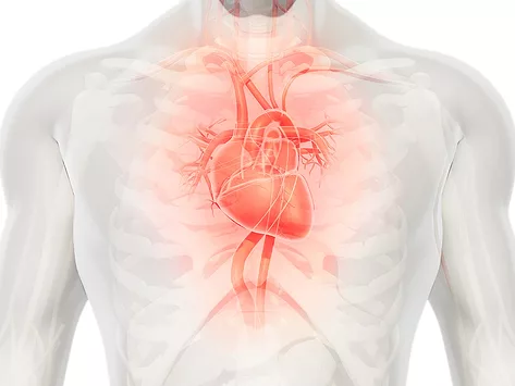 Cardiovascular heart anatomy