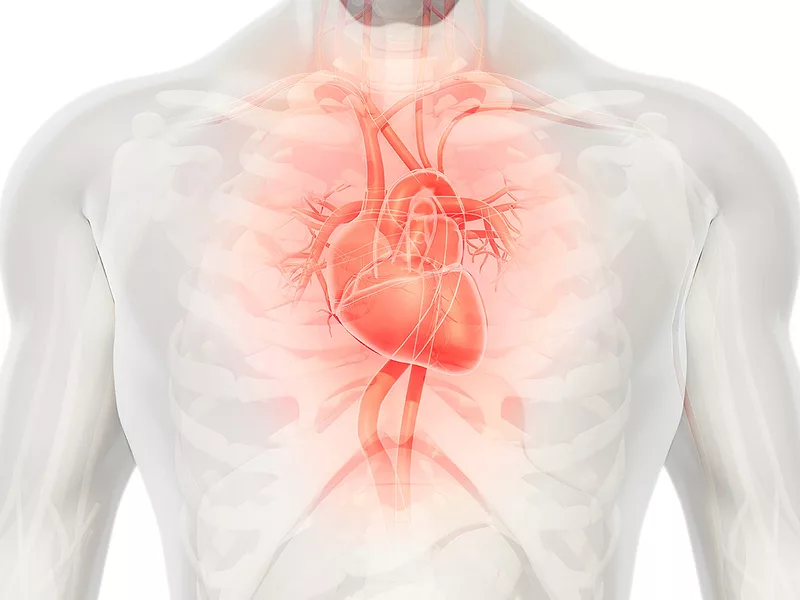 3D heart in chest 3D heart in chest