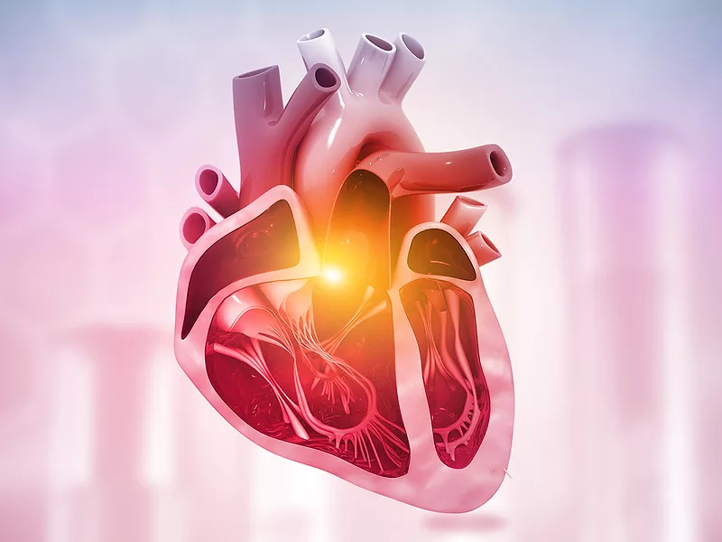3D illustration of heart cross section 3D illustration of heart cross section
