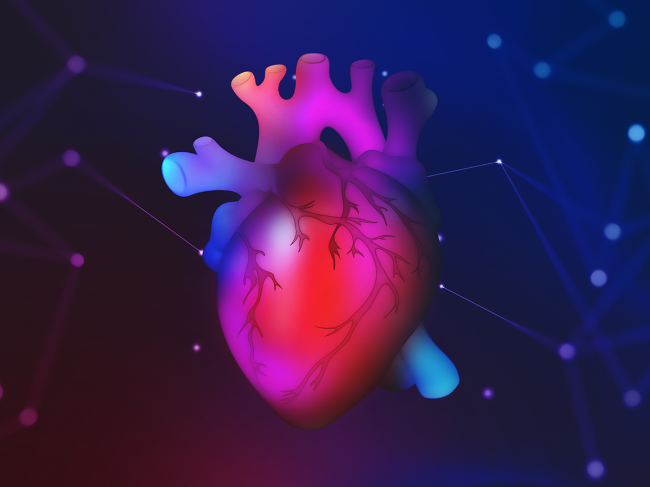 Colorful illustration of the heart