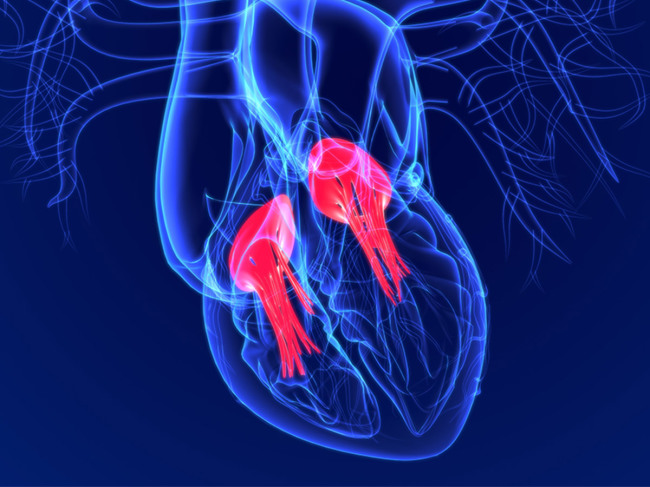 3D heart illustration showing tricuspid and bicuspid valves