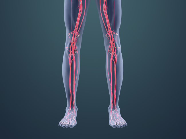 Illustration of vascular system in the legs