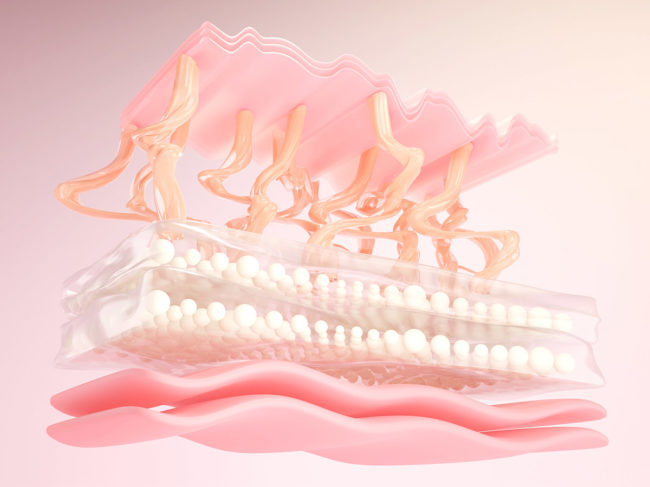 3D rendering of skin cells and elastin with collagen layer