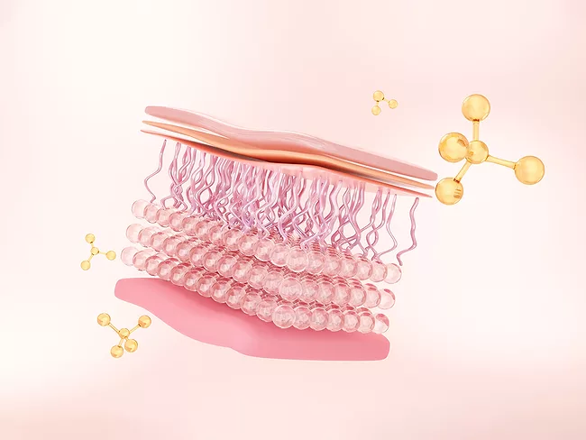 Illustration showing skin anatomy