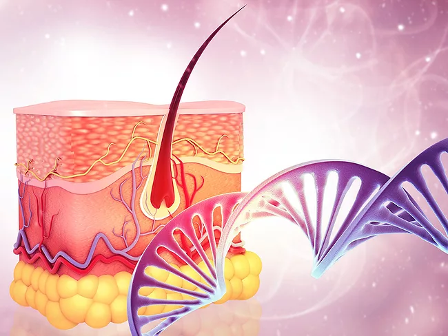 Skin anatomy and DNA