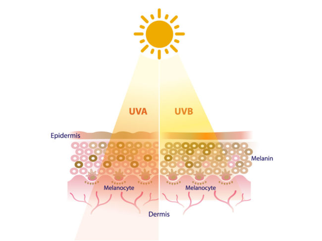 UVA and UVB radiation penetrate into the skin layer vector on white background.