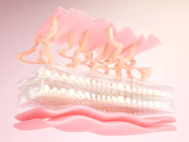 3D rendering of skin cells and elastin with collagen layer