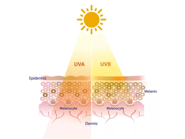 UVA and UVB radiation penetrate into the skin layer vector on white background.