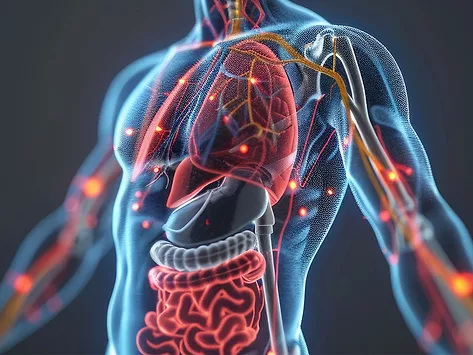 Human body metabolism