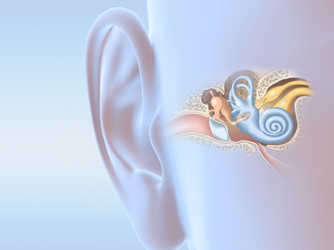 Illustration demonstrating parts of the ear