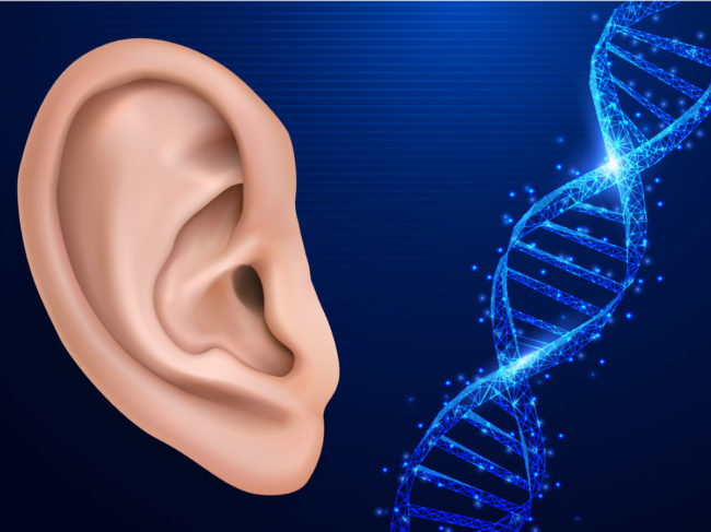 Illustration of ear next to DNA double helix