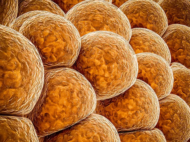 3D illustration of cluster of fat cells
