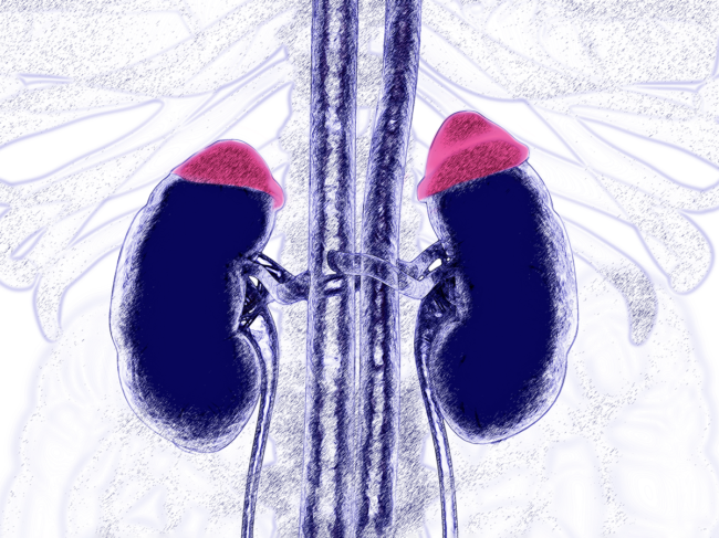 Illustration highlighting the adrenal glands and kidneys