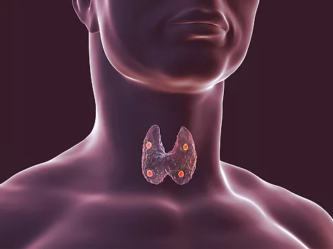 Endocrine thyroid parathyroid glands
