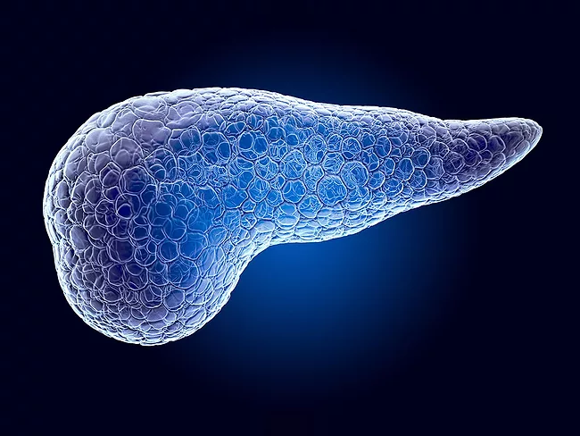 Pancreas 3D hologram