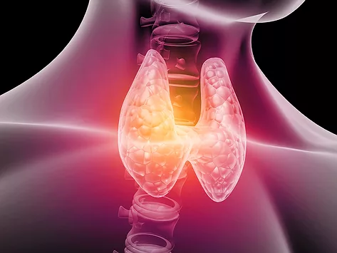 Thyroid anatomy