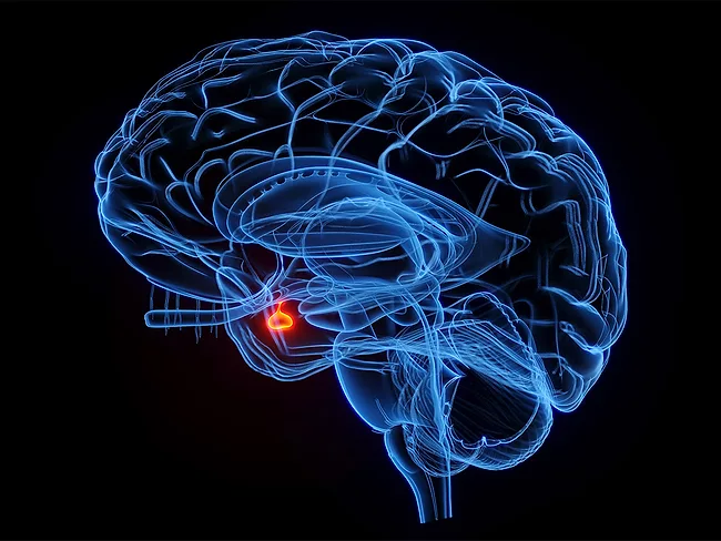 3D rendered medical illustration of the pituitary gland