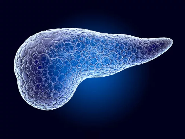 Pancreas 3D hologram