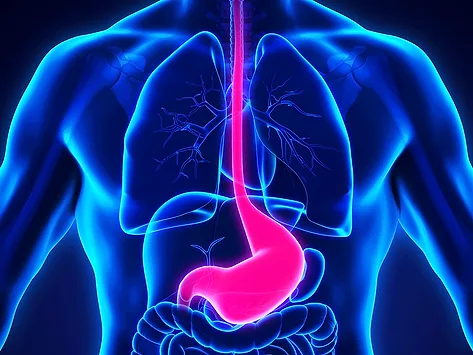 Stomach and esophagus