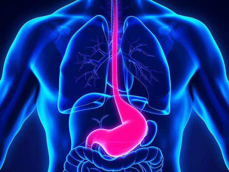 Stomach and esophagus Stomach and esophagus