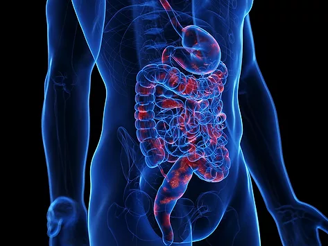 Gastrointestinal system