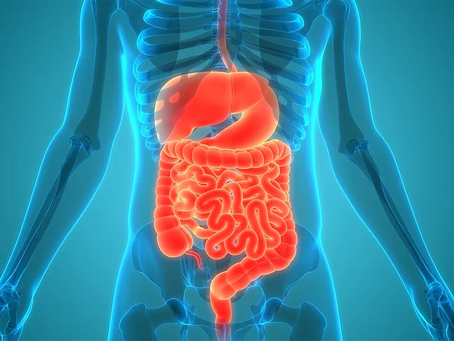 Illustration of esophagus, liver, stomach, intestines