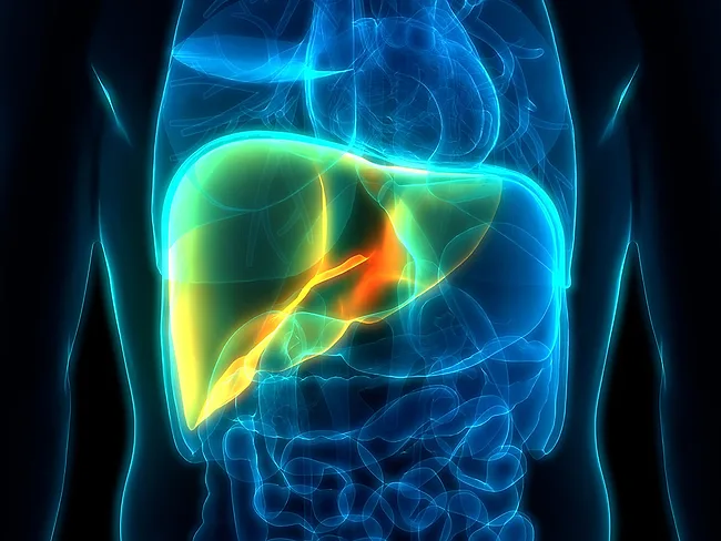 Liver anatomy