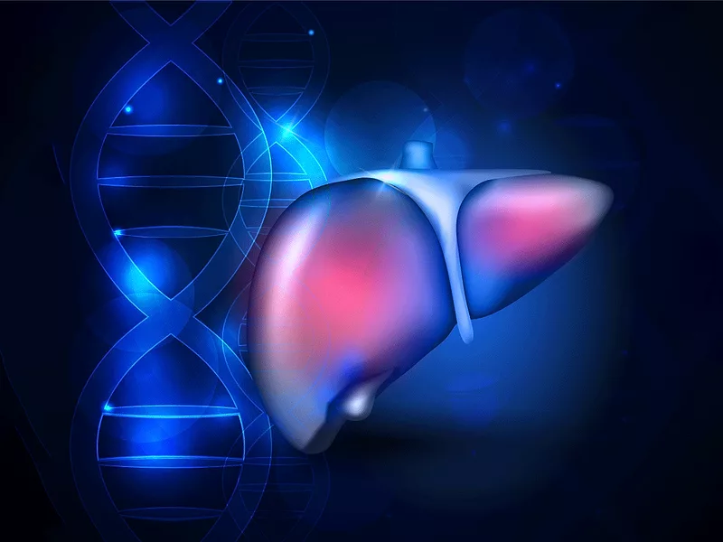 Liver and DNA Liver and DNA