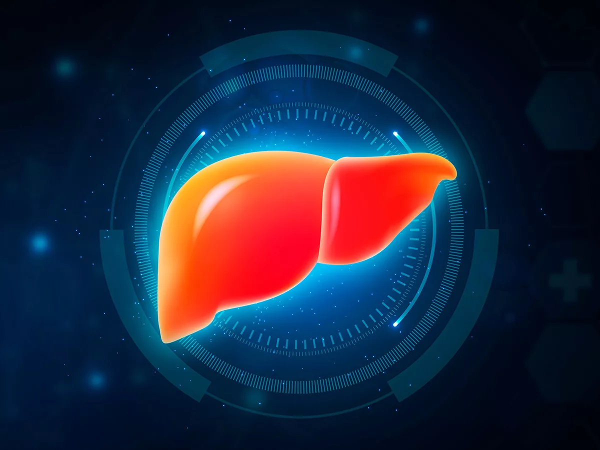 Liver - LIVER TOUR 24-25 | NOVEMBER SNOWMATERIAL of liver to