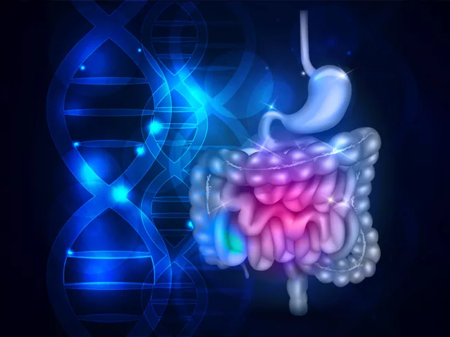 Gastrointestinal system with DNA, scientific background