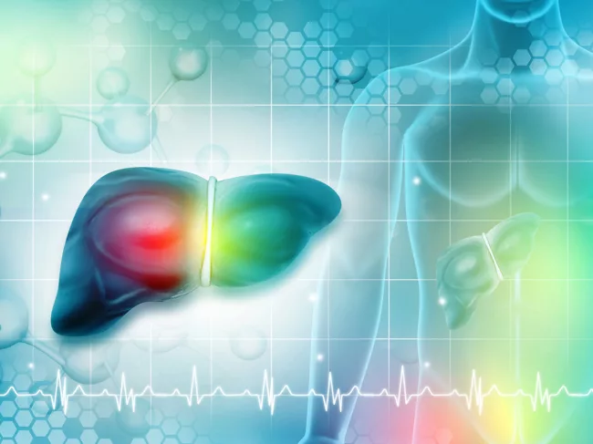 Liver anatomy on medical background