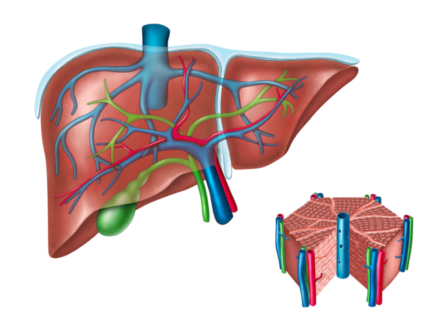 Liver anatomy illustration
