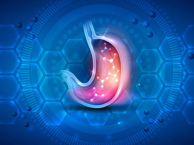 Stomach cross section on abstract scientific background