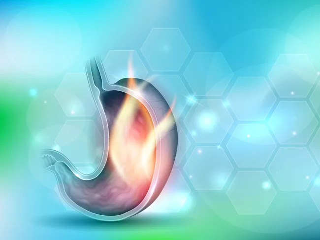 Stomach cross-section on scientific background