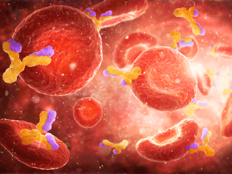 Antibodies and red blood cells