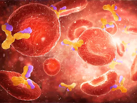 Antibodies and red blood cells