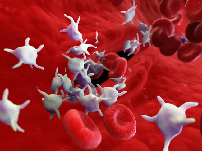 3D illustration of platelets in the boodstream