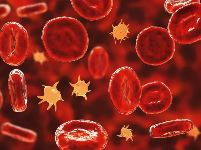 Platelets and red blood cells