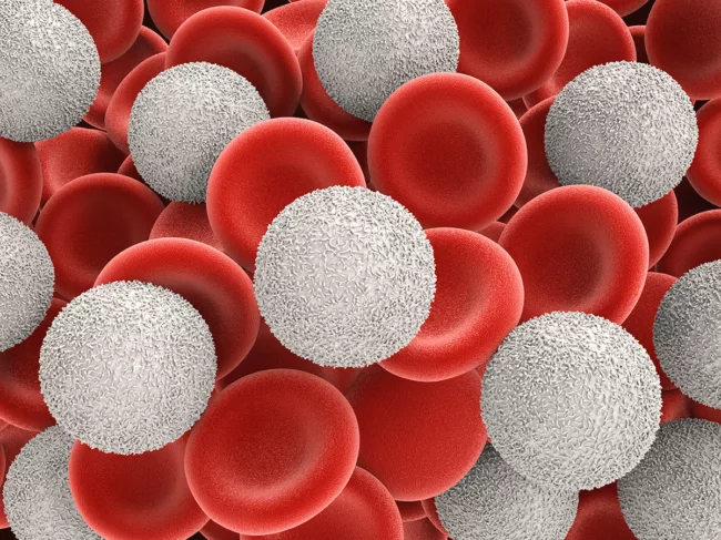 White blood cells with red blood cells