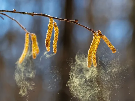 Allergies birch tree pollen