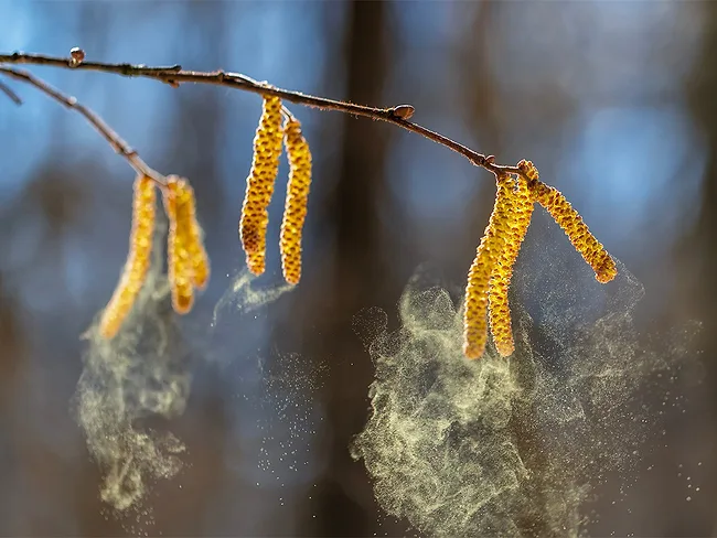 Photo of birch tree releasing pollen