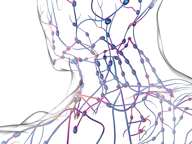Lymph nodes and lymphatic vessels