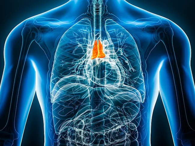 Thymus illustration