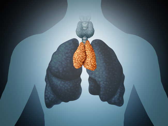 Illustration of thymus in relation to lungs and thyroid